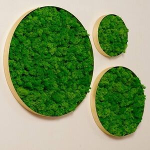 Real Moss Wall Art